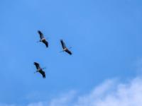 Kraniche kreisen am Himmel